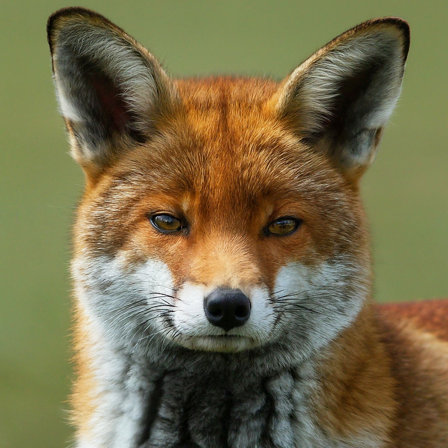 Fox Wesley