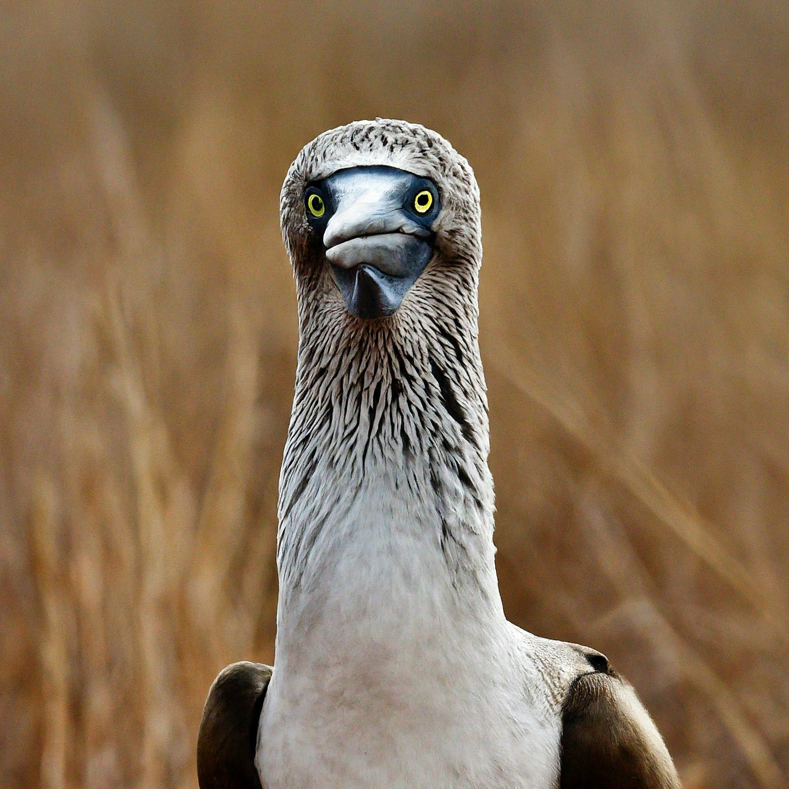 Silas the Blue-Footed Booby